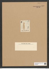 Diatomeae indet. Zeichnungen Sammlung Grunow Nr. 5431 (NHMW-BOT-W0373803)